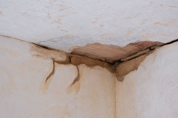 Best Mold removal after water damage  in Middleburg Heights, OH